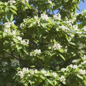 Northern Catalpa
