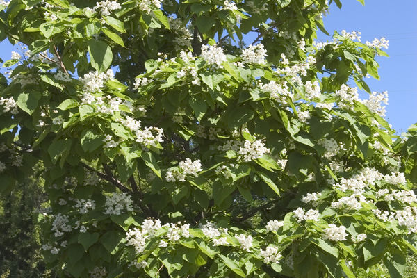 Catalpa1-1 - Grasshopper Gardens