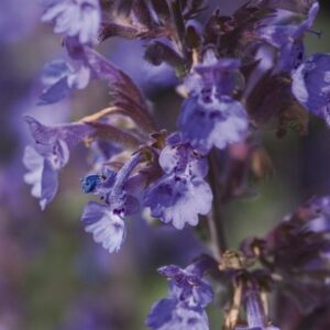 Catmint - Grasshopper Gardens