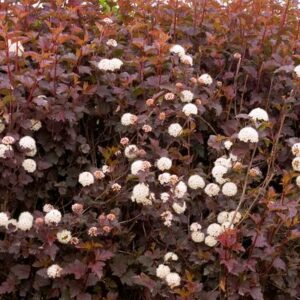 Coppertina Ninebark