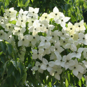 Kousa Dogwood 'Chinese Dogwood'