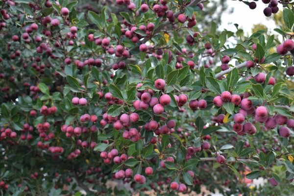 Crataegus-crus-galli-var.-inermis-Thornless-Cockspur-Hawthorn-scaled - Grasshopper Gardens