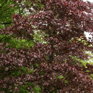 Acer platanoides 'Crimson King' - 045189 - Grasshopper Gardens