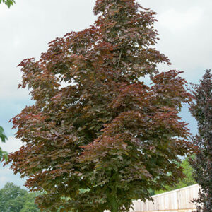Crimson Sentry Maple
