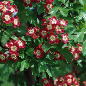 Crimson Cloud Hawthorn