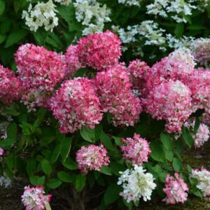 Diamond Rouge Hydrangea