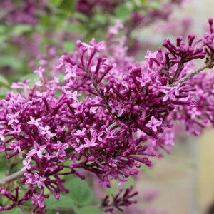 Dark Purple Bloomerang Lilac Tree