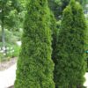 Emerald Green Arborvitae