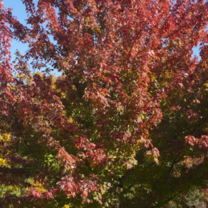 Firefall-Maple-1 - Grasshopper Gardens