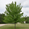 Photo of: Firefall Maple