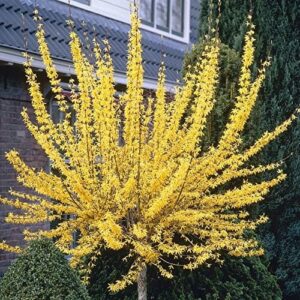 Forsythia 'Lynwood Gold' Tree
