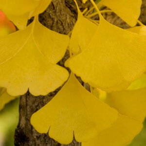 Ginkgo Fastigiata
