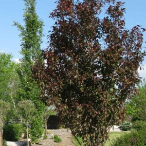 Gladiator5 - Grasshopper Gardens