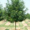 Photo of: Skyline Honeylocust Tree
