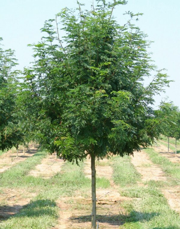 Photo of: Skyline Honeylocust Tree