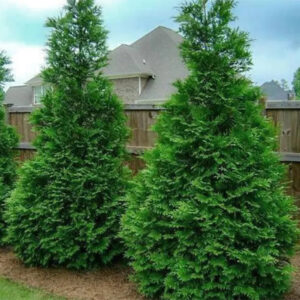 Green-Giant-Arborvitae - Grasshopper Gardens