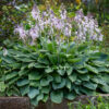 Green-hosta-flowering - Grasshopper Gardens
