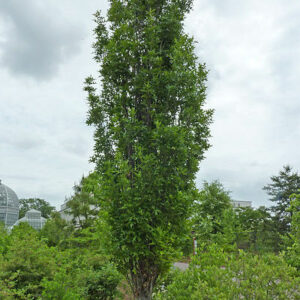 Green Pillar Pin Oak