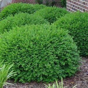 Green Velvet Boxwood