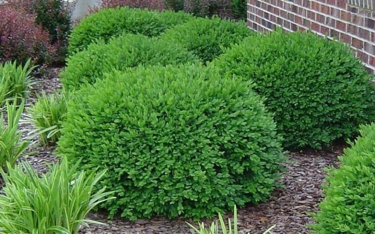 Green Velvet Boxwood