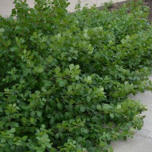 Gro-Low Sumac