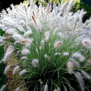 Hameln Fountain Grass