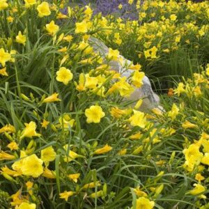 Happy-returns-daylily - Grasshopper Gardens