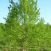 Photo of: Heritage River Birch