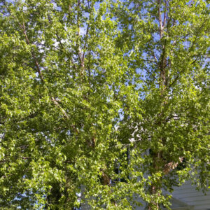 Paper Birch-Single Stem