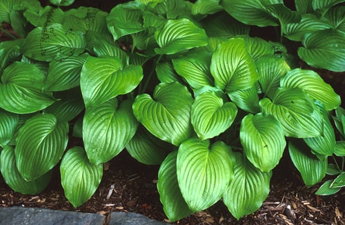 HostaGreen2 - Grasshopper Gardens