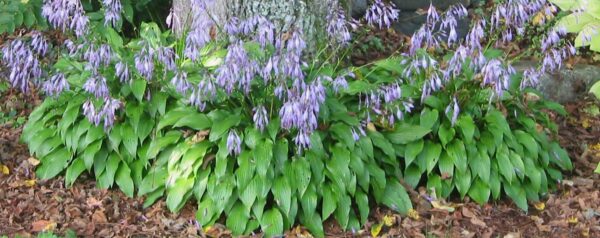 HostaGreen4 - Grasshopper Gardens