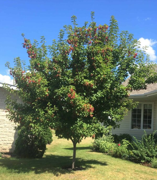 Hotwing4 - Grasshopper Gardens