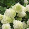 HydrangeaLimelight - Grasshopper Gardens