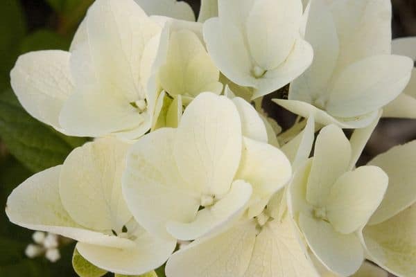 HydrangeaWhiteDiamond2 - Grasshopper Gardens