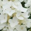 HydrangeaWhiteDiamonds1 - Grasshopper Gardens
