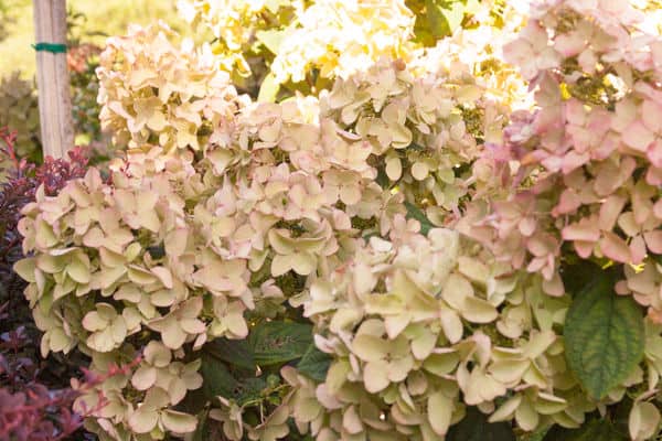 HydrangeaWhiteDiamonds3 - Grasshopper Gardens