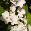 HydrangeaWhiteDiamonds4 - Grasshopper Gardens