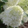 Photo of: Lime Light Hydrangea Tree