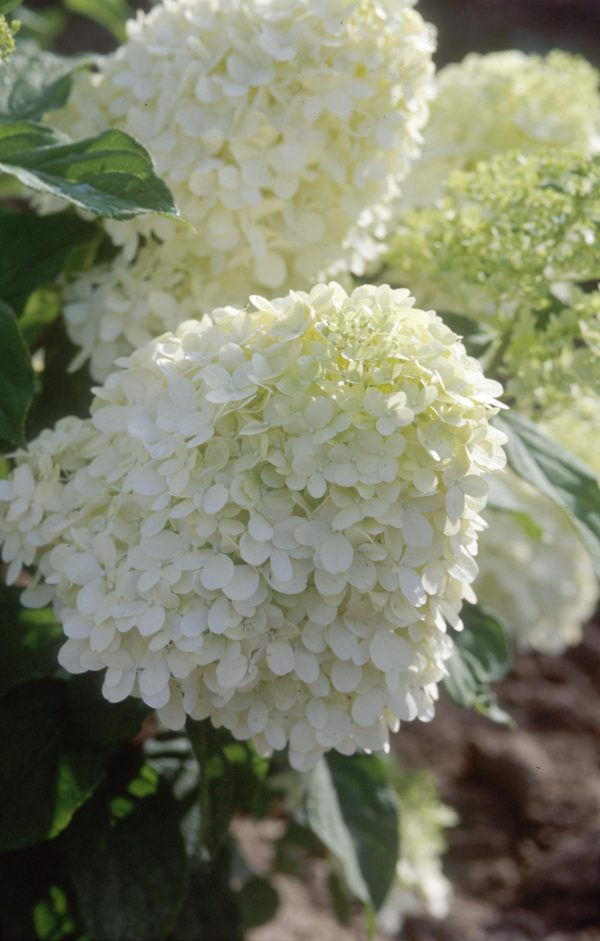Photo of: Lime Light Hydrangea Tree