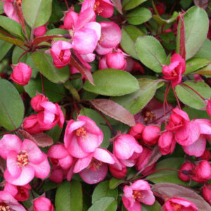 Indian Summer Crabapple