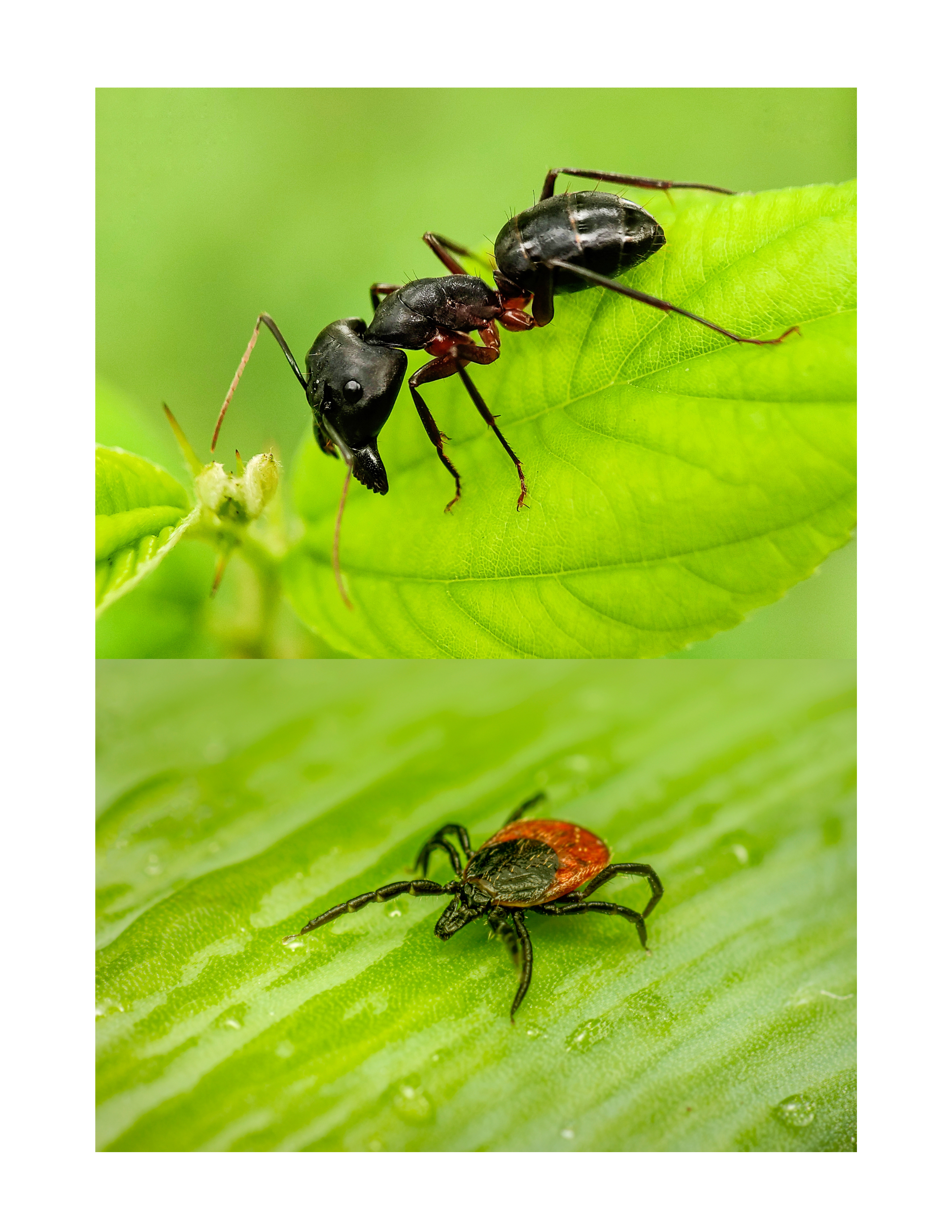 Organic Insect Control - Grasshopper Gardens