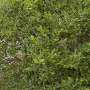 Jim Dandy Winterberry