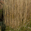 Karl-Foerster-Grass2 - Grasshopper Gardens