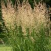 KarlF1 - Grasshopper Gardens