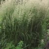 KarlF3 - Grasshopper Gardens