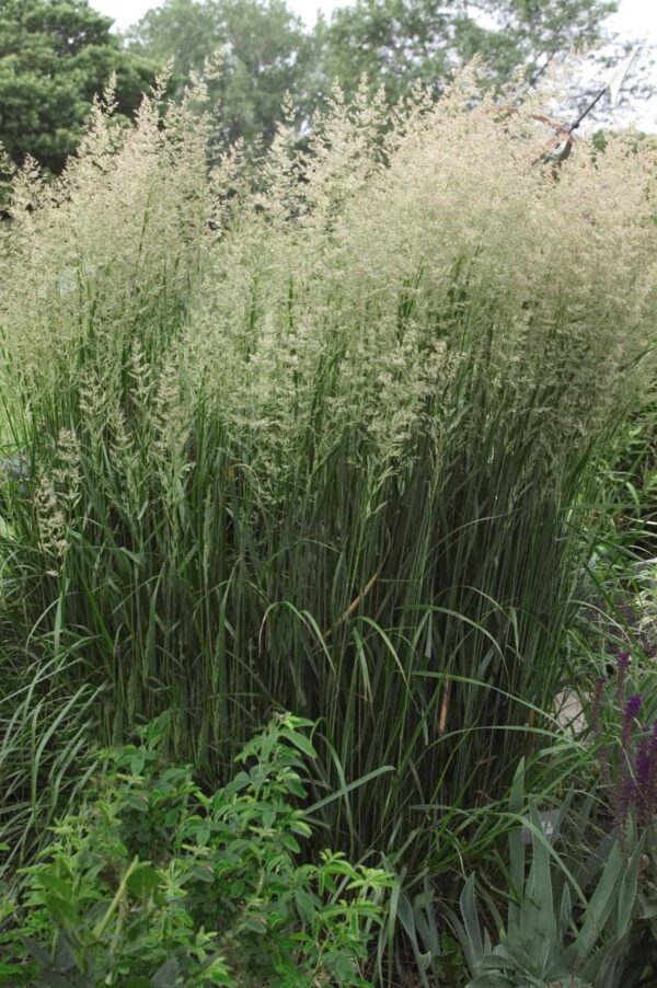 KarlF3 - Grasshopper Gardens