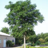 Photo of: Kentucky Coffeetree