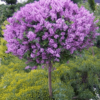 Dwarf Korean Lilac Tree