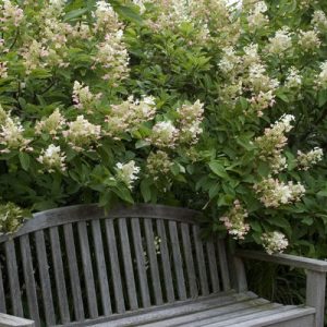 Late Panicle Hydrangea
