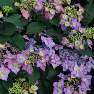 Let's Dance Can Do! Hydrangea
